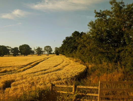 Golden harvested field with rows of crop, trees in the distance, and a wooden fence along the edge.